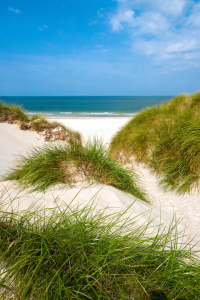 Bild-Nr: 10903458 Amrum - Idylle in Dünen Erstellt von: Reiner Würz