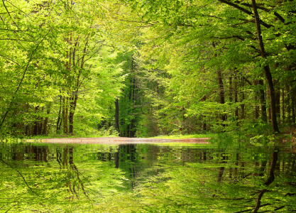 Bild-Nr: 10903780 Waldweiher Erstellt von: SusaZoom