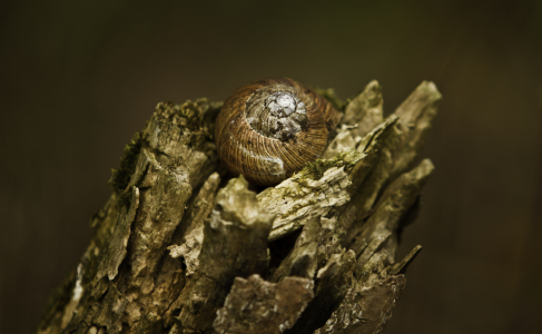 Bild-Nr: 10908185 Weinbergschnecke Erstellt von: PhotoArt-Hartmann