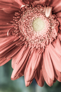 Bild-Nr: 10908507 rosa Gerbera Erstellt von: hannes cmarits