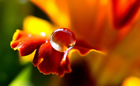 Bild-Nr: 10908795 Blütenblatt Erstellt von: youhaveadream