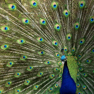 Bild-Nr: 10909123 Pfau Erstellt von: Heike Hultsch