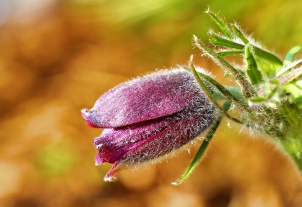 Bild-Nr: 10909315 Pulsatilla Erstellt von: falconer59