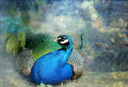 Bild-Nr: 10911445 Blauer Pfau Pavo cristatus Erstellt von: Heike  Hultsch