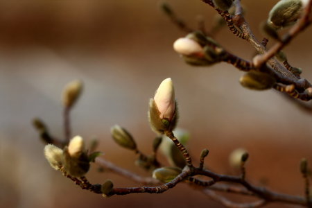 Bild-Nr: 10912209 Die Magnolie legt den Pelz ab Erstellt von: Heike Hultsch