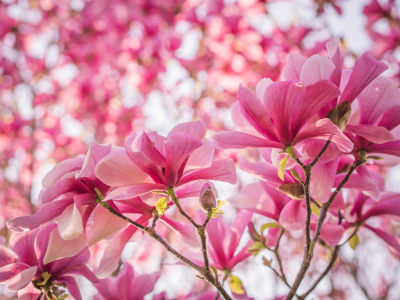 Bild-Nr: 10912931 Magnolien Blüten 4 Erstellt von: Johann Oswald