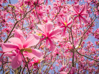 Bild-Nr: 10912939 Magnolien Blüten 5 Erstellt von: Johann Oswald