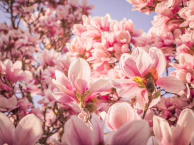 Bild-Nr: 10912951 Magnolien Blüten 6 Erstellt von: Johann Oswald