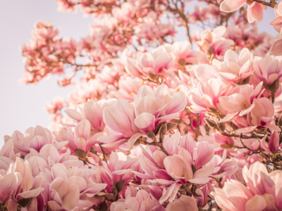 Bild-Nr: 10912963 Magnolien Blüten 9 Erstellt von: Johann Oswald