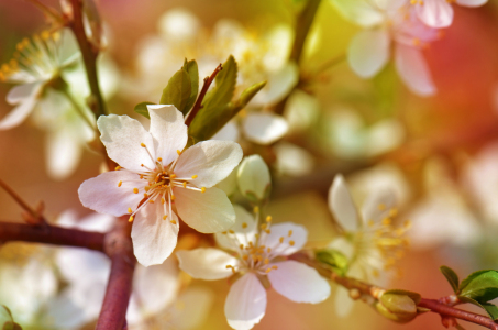 Bild-Nr: 10913039 Frühlingsblüten Erstellt von: Atteloi