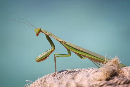 Bild-Nr: 10913929 Mantis Erstellt von: FotoDeHRO