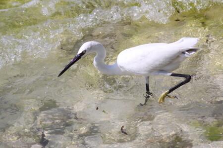 Bild-Nr: 10914057 Afrikanischer Seidenreiher Erstellt von: FotoDeHRO