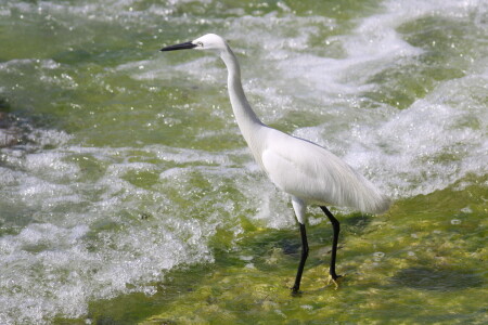 Bild-Nr: 10914071 Afrikanischer Seidenreiher Erstellt von: FotoDeHRO