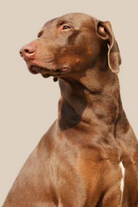 Bild-Nr: 10914165 Weimaraner-Dobermann MIx Erstellt von: Heike  Hultsch