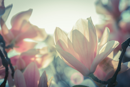 Bild-Nr: 10916055 Magnolien Erstellt von: MaFiFo