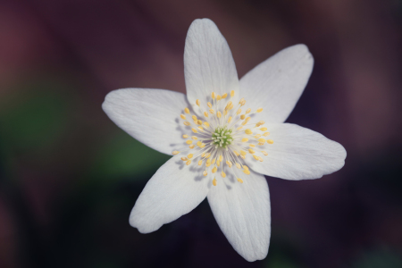 Bild-Nr: 10920433 Hexenblume Erstellt von: FotoDeHRO