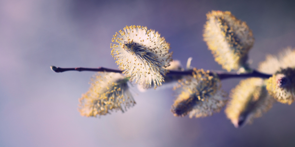 Bild-Nr: 10922339 Frühling Erstellt von: FotoDeHRO