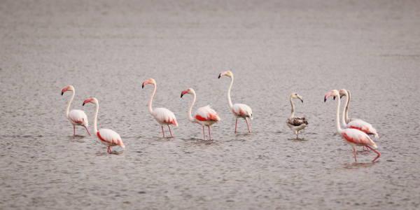 Bild-Nr: 10922909 Rosa Flamingos Erstellt von: FotoDeHRO