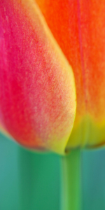 Bild-Nr: 10924279 Colorful  Erstellt von: Angela  Dölling