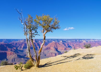 Bild-Nr: 10924647 Baum am Abgrund des Grand Canyons Erstellt von: Buellom