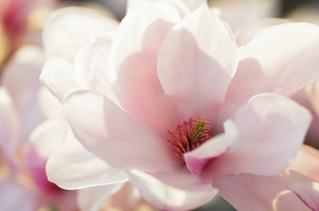 Bild-Nr: 10924773 Magnolienblüten Makro Erstellt von: Tanja Riedel