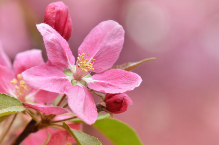 Bild-Nr: 10925141 Frühlingsblüte Erstellt von: Atteloi