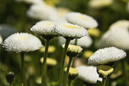 Bild-Nr: 10925447 weiße Bellis Erstellt von: Anja Schäfer