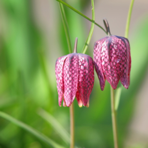 Bild-Nr: 10927543 Schachbrettblume Erstellt von: FotoDeHRO