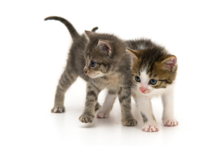 Bild-Nr: 10928901 Babykatzen 2 Erstellt von: MaFiFo
