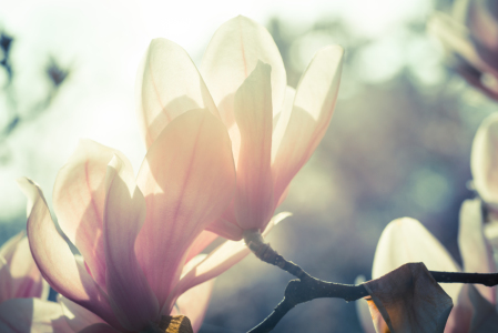 Bild-Nr: 10929683 Magnolien 4 Erstellt von: MaFiFo