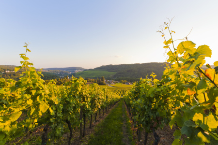 Bild-Nr: 10930731 WEINBERG IM MOSELTAL, SAARLAND Erstellt von: dieterich