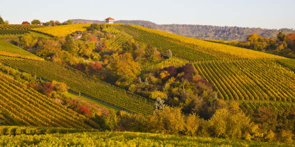 Bild-Nr: 10931429 WEINBERGE, STUTTGART Erstellt von: dieterich