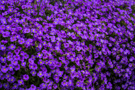 Bild-Nr: 10932137 Wild Violet Erstellt von: DieWernerin