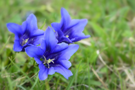 Bild-Nr: 10932689 Blauer Enzian Erstellt von: DenisFeiner