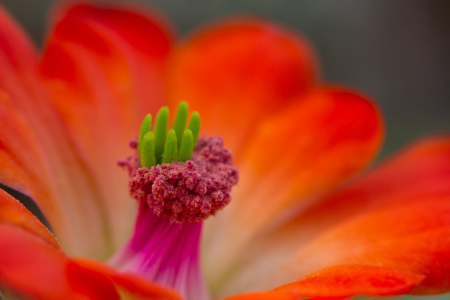 Bild-Nr: 10932727 Echinocereus coccineus - Igelsäulenkaktus Erstellt von: Ursula  Di Chito