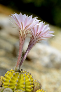 Bild-Nr: 10932761 2 Kaktusblüten Erstellt von: klingbum