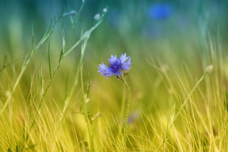 Bild-Nr: 10932947 Kornblume Erstellt von: Renate Knapp