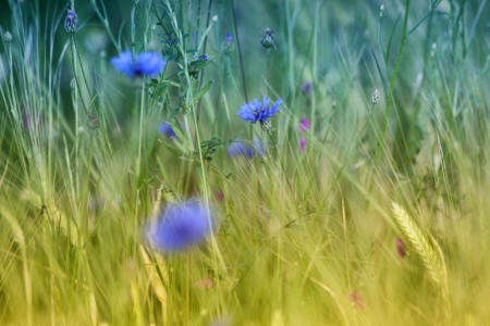 Bild-Nr: 10932963 Kornblumen Erstellt von: Renate Knapp