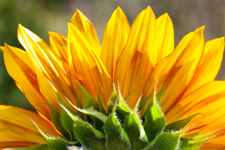 Bild-Nr: 10933813 Sonnenkreis Erstellt von: FotoPUR