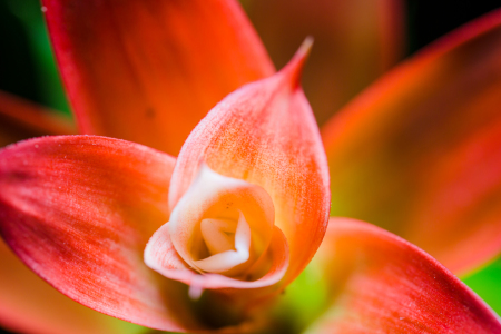 Bild-Nr: 10935807 Guzmania 2 Erstellt von: goekce-narttek