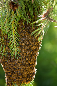 Bild-Nr: 10935955 Bienenschwarm Erstellt von: Gilidhor