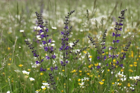 Bild-Nr: 10937331 Salbei   Salvia cacaliifolia Erstellt von: Renate Knapp