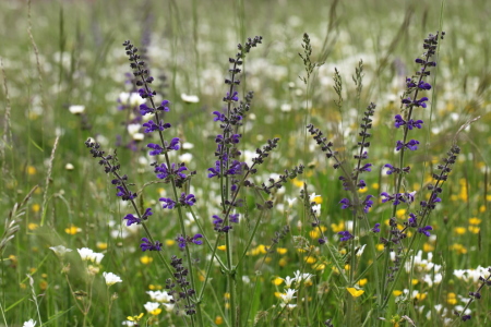 Bild-Nr: 10937331 Salbei   Salvia cacaliifolia Erstellt von: Renate Knapp