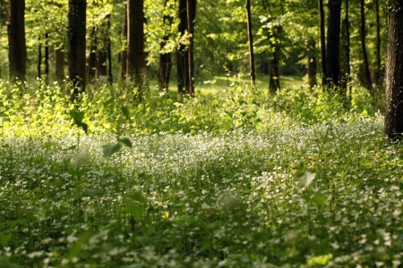 Bild-Nr: 10937533 Waldwiesen Erstellt von: Renate Knapp