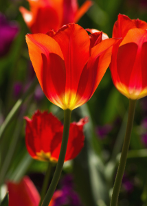 Bild-Nr: 10938385 leuchtend rote Tulpen Erstellt von: Anja Schäfer