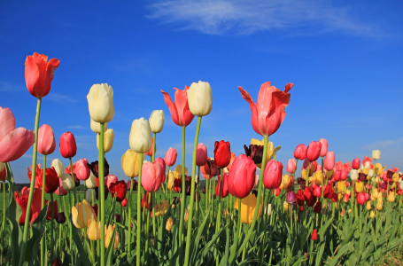 Bild-Nr: 10938479 bunte Frühlingswelt Erstellt von: SusaZoom