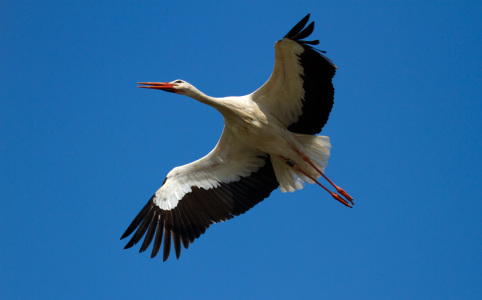 Bild-Nr: 10938903 Storch in der Südpfalz Erstellt von: Ursula  Di Chito