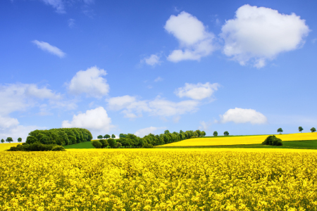 Bild-Nr: 10943319 Rapslandschaft Erstellt von: Jake-Playmo