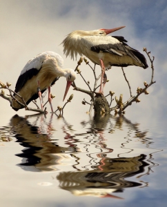 Bild-Nr: 10945421 WEIßSTORCH  CICONIA CICONIA Erstellt von: Renate Knapp