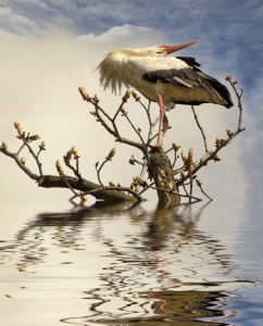 Bild-Nr: 10945457 Weißstorch Ciconia ciconia neu Erstellt von: Renate Knapp